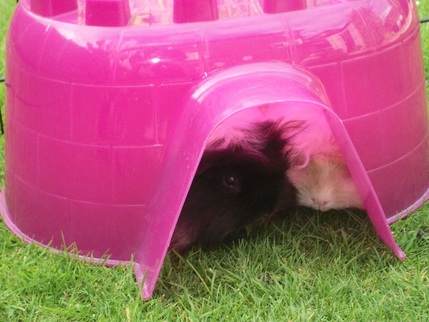guinea pig igloo large
